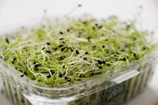 Minnesota alfalfa sprout grower linked to outbreak of Salmonella and E. coli