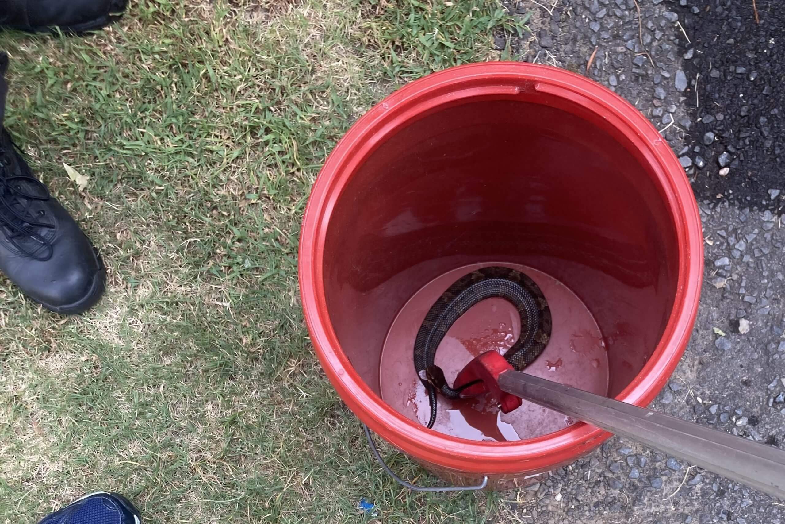 Venomous snake hides in football player's helmet during practice — while he wears it