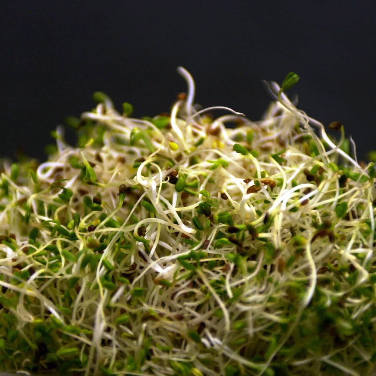 Alfalfa Sprouts Linked to Illnesses in 15 States, F.D.A. Says