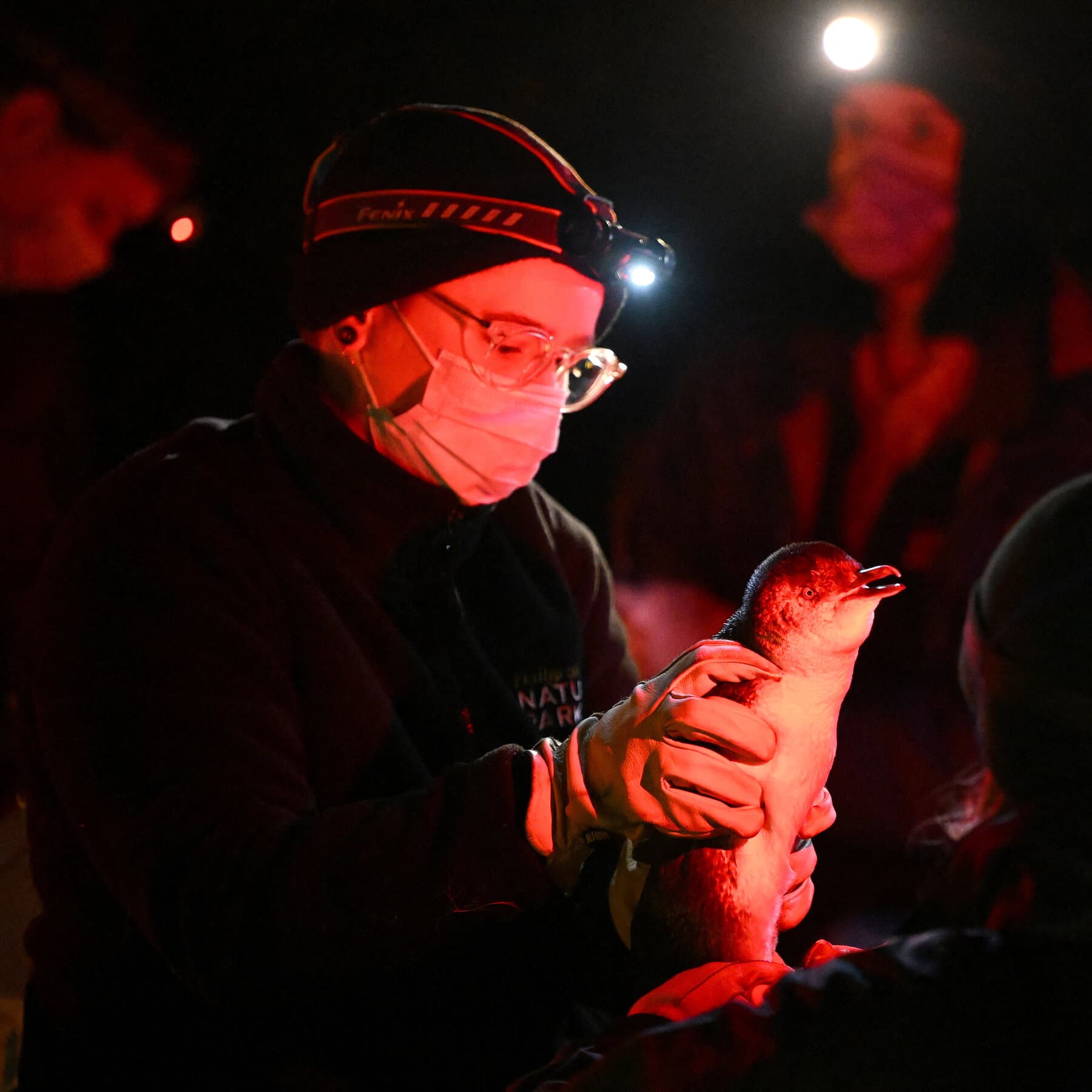 What We Know About Australia’s Bird Flu, Which Has Crossed Over to Mammals