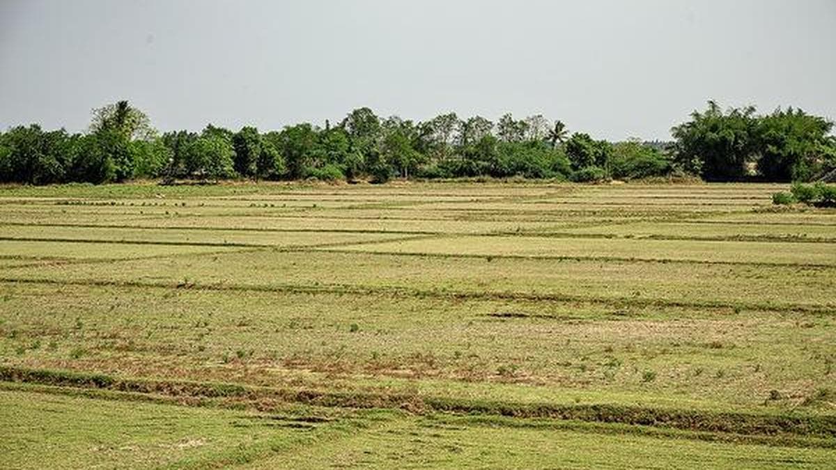 Kuruvai coverage in Tamil Nadu’s Cauvery delta is down by over one lakh acres due to water shortage