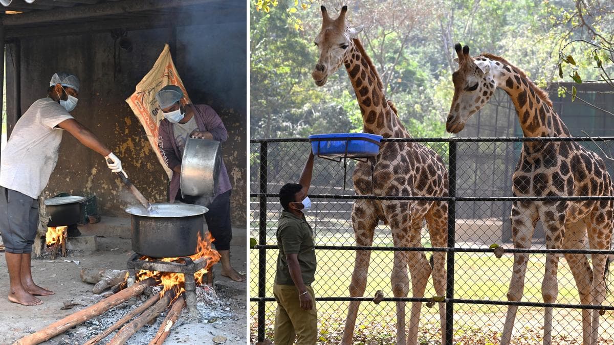 Develop Tirupati, Visakhapatnam zoos on Singapore’s Mandai lines, says Andhra Pradesh House panel