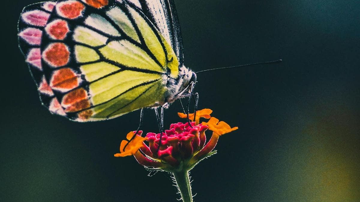 How do butterflies taste what they eat?