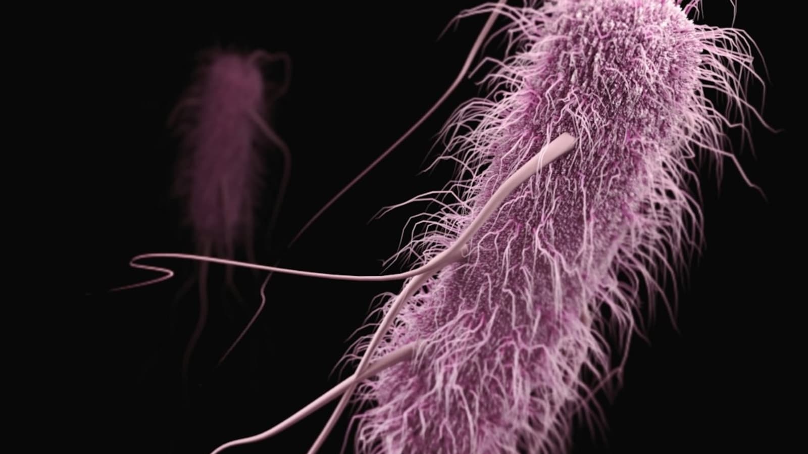 Explainer-Why Congo's Ebola outbreak is spreading faster than previous epidemics
