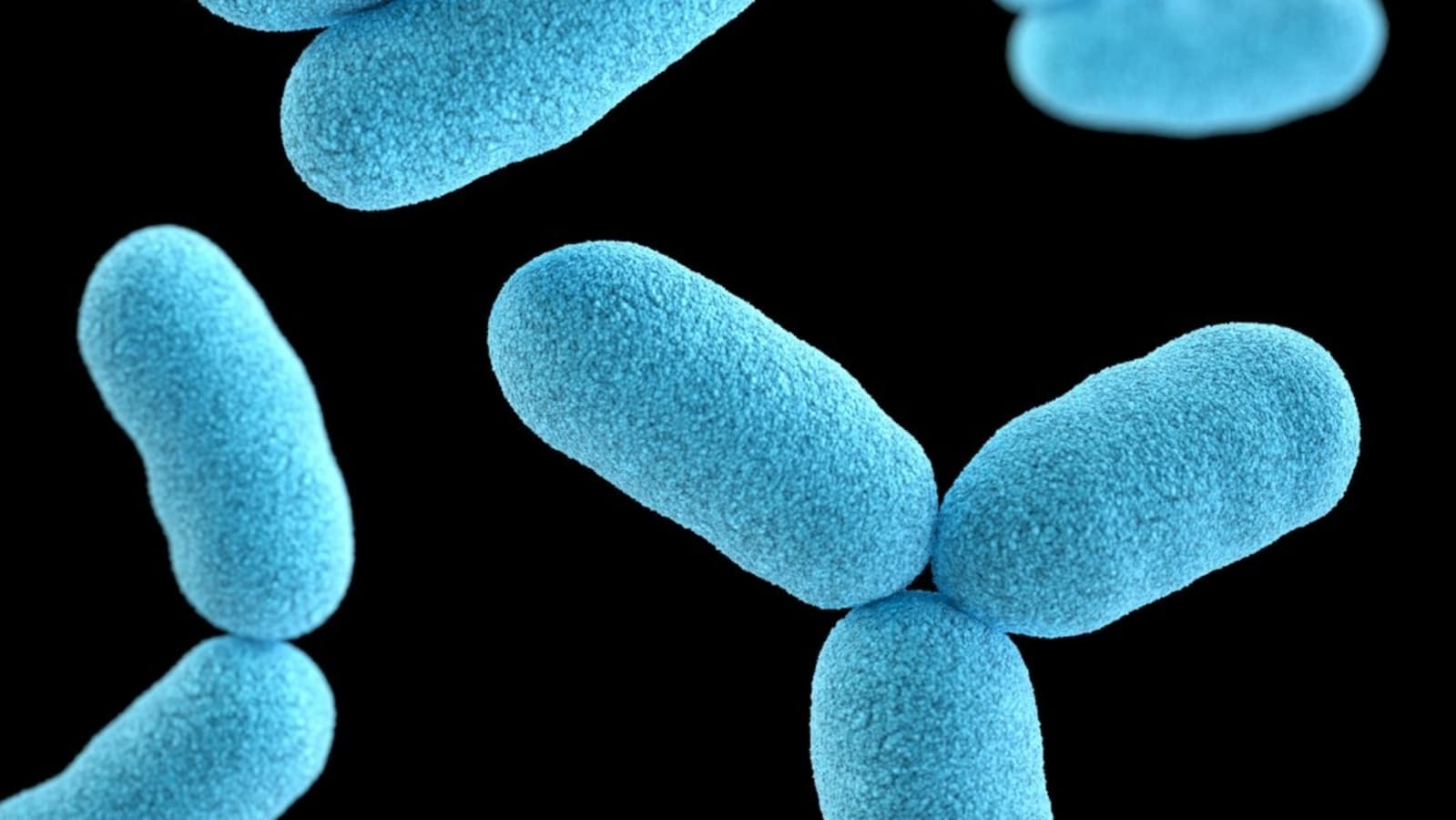 What is Tularemia? New York confirms 4th case of ‘life-threatening rabbit fever’ | Causes, symptoms, treatment explained