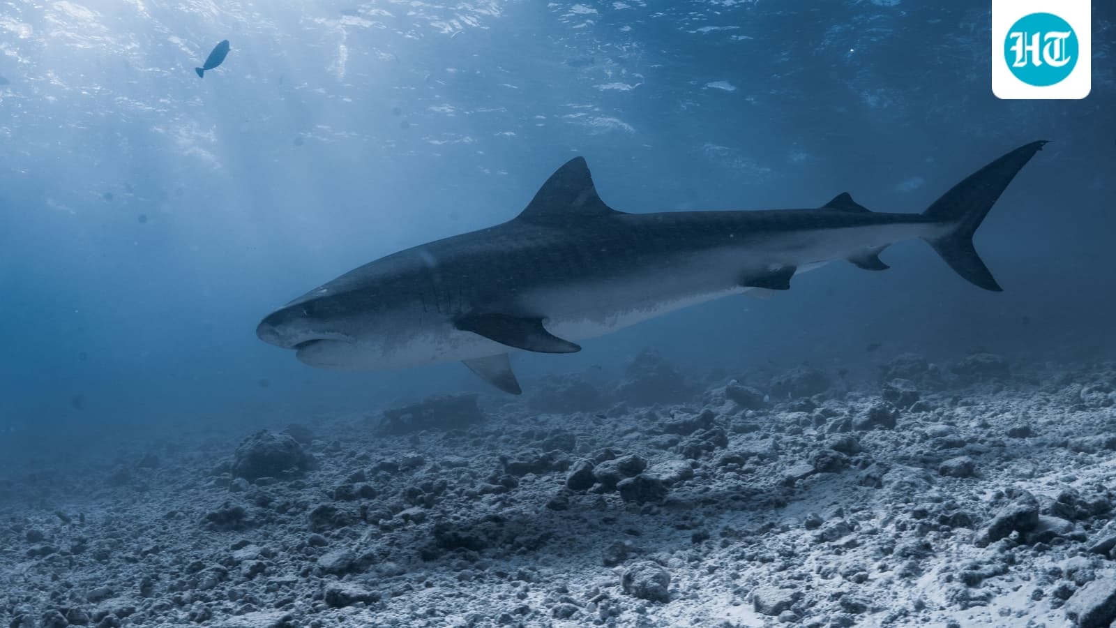Who is Greg Wilfert? Maine lifeguard describes ‘frightening’ moment he was pulled underwater by shark, issues warning