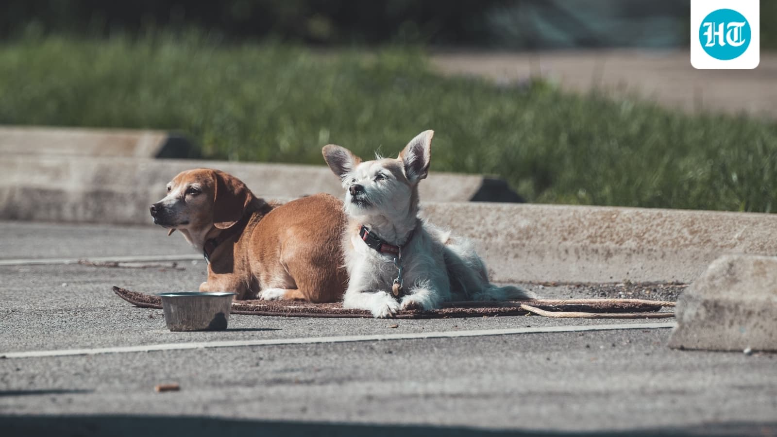 Washington Park horror: Several dogs attack and kill Illinois man as witness recalls scene, ‘Heard the man screaming…’