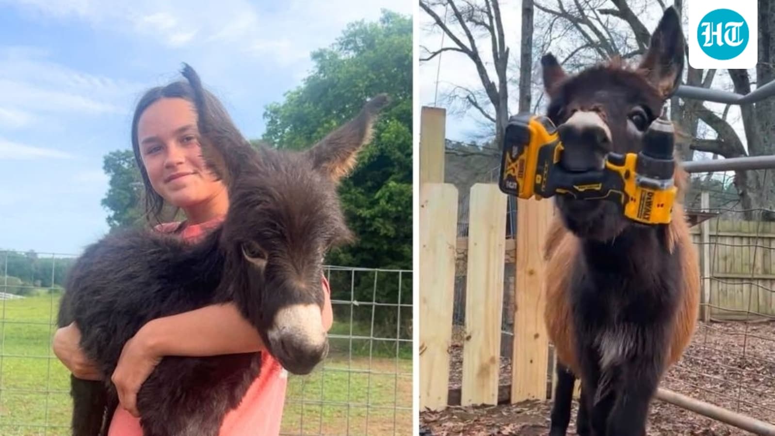 Who is Hannah Israel? Heartbroken owner speaks out after beloved donkey HeeHaw is killed by cop: ‘He was my son!’