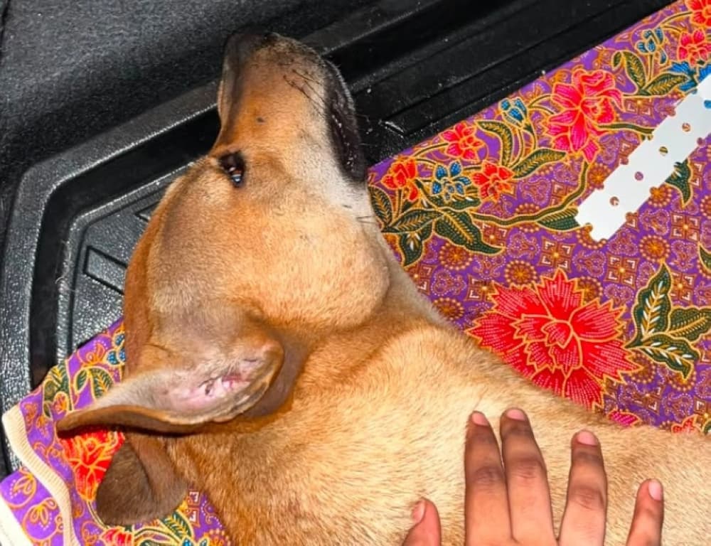 Klang council denies SOP breach during stray dog-catching operation, says animal died during struggle with resident