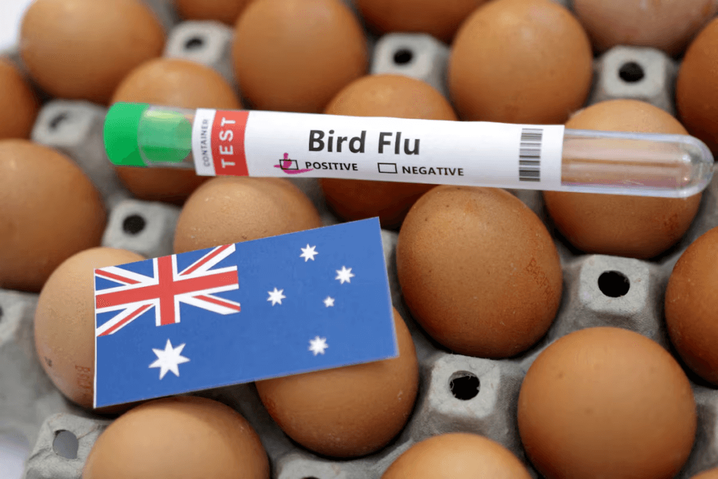 Bird flu mass mortality points to 'significant losses' for wildlife