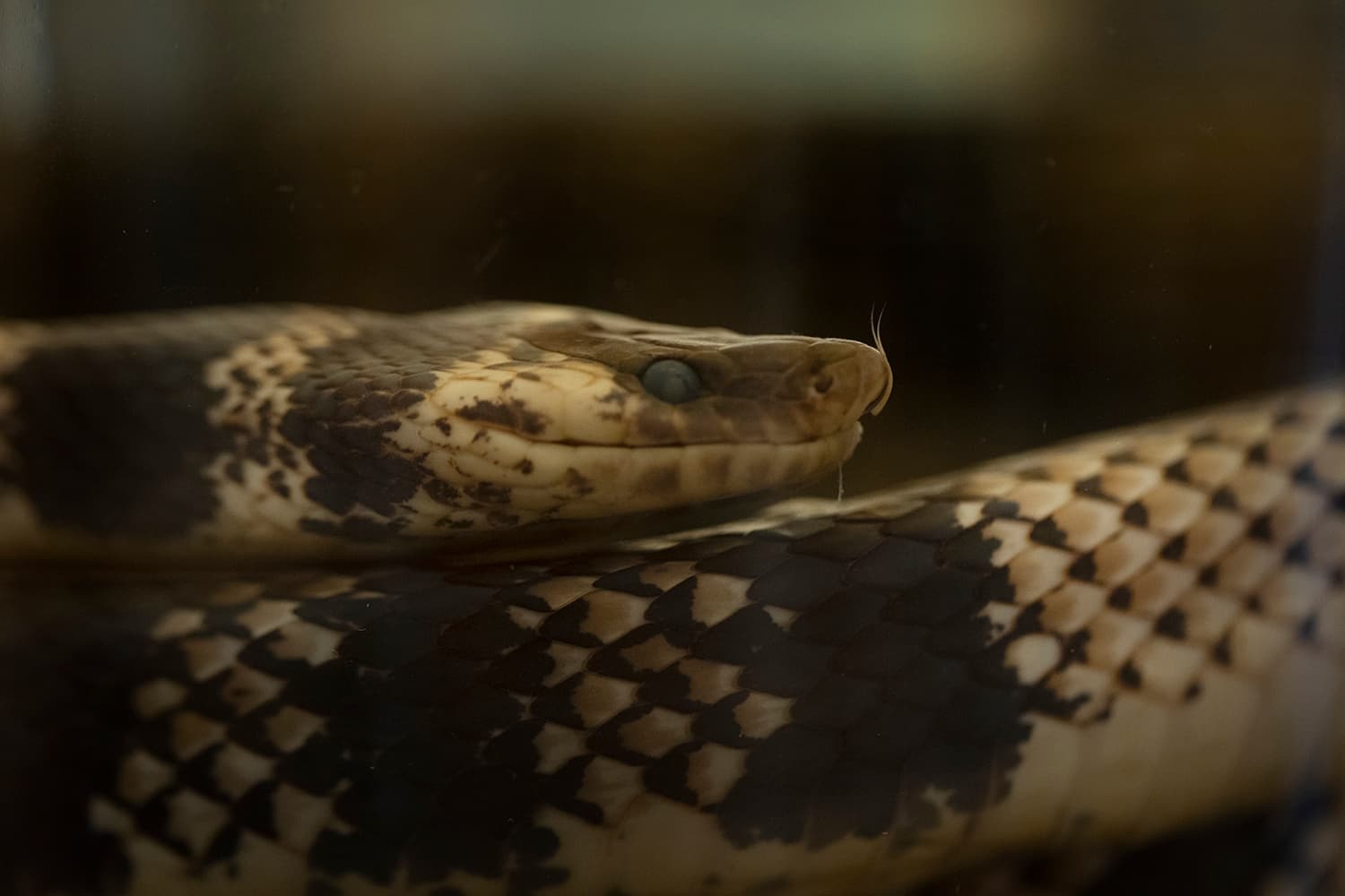 Inside the biggest collection of venomous snakes in Latin America