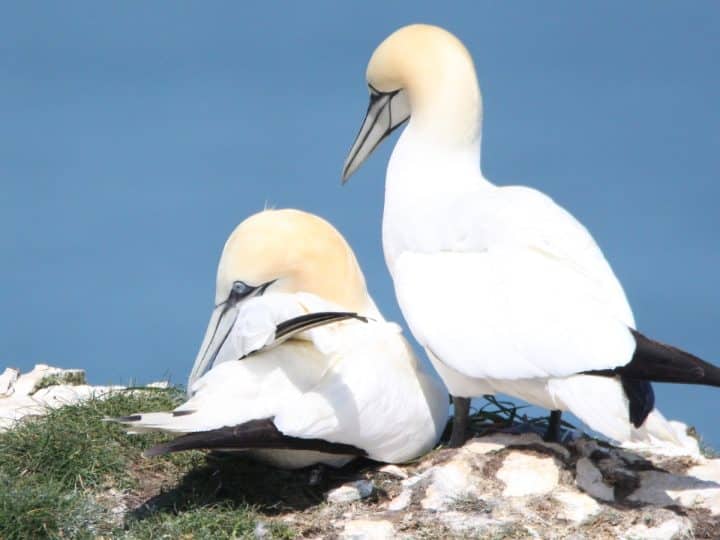 Guga hunt refusal recommendation brings reprieve to gannets